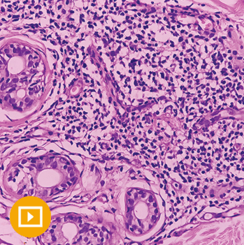 Dermatopathology 2023