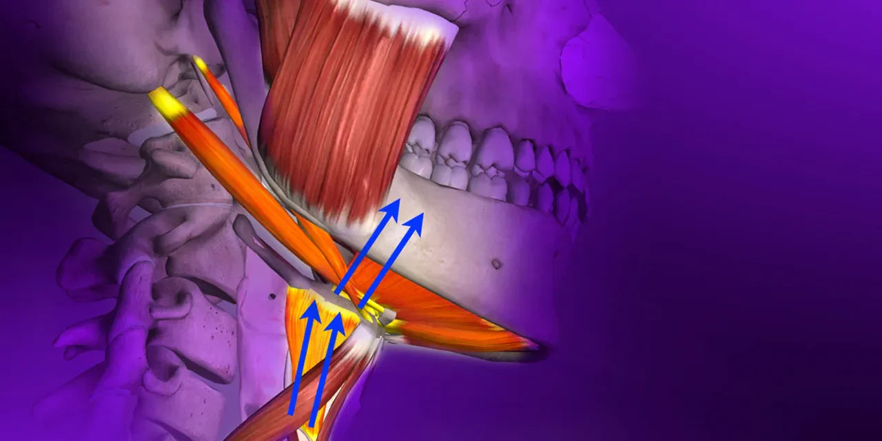 OHI-S Gnathology and Occlusion From Analysis of Occlusal Forces to Dysfunctions 2023
