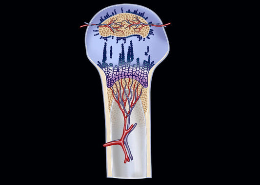 MRIOnline Imaging Mastery Series: Pediatric MSK 2021